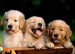 golden retriever puppies 1