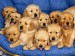 golden retriever puppies 2