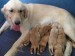 how-to-raise-golden-retriever-puppies